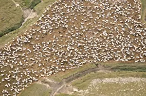 Bogs: Sheep in salt marshes in the Bay of Somme France