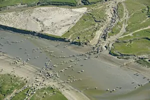 Swallowing: Sheep salt meadows - Baie de Somme Picardie France