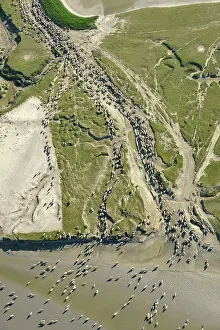 Swallowing: Sheep salt meadows - Baie de Somme Picardie France