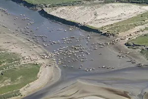 Swallowing: Sheep salt meadows - Baie de Somme Picardie France
