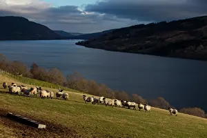 Extensive: Sheep - Scotland