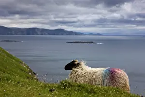 Islets: Sheep Scottish Blackface on Achill island in Irland
