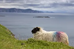 Islets: Sheep Scottish Blackface on Achill island in Irland