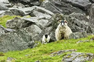 Blackface: Sheep Scottish Blackface and lamb. Scotland