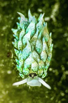 Vent: Sheep sea slug (Costasiella sp) portrait, Tahiti