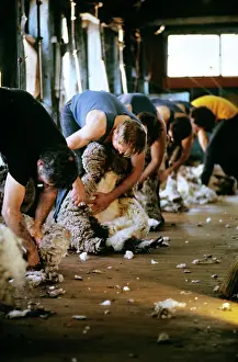 Shearing: Sheep shearing