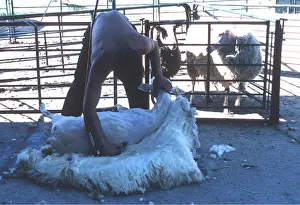 Ardea London: SHEEP - Shearing