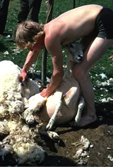 Ardea London: SHEEP SHEARING
