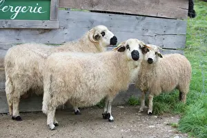 Lambs: Sheep before a sheepfold - France