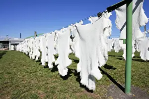 Skins: Sheep - Sheepskins drying / curing on line in sun