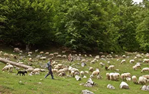 Transylvania: Sheep - with shepherd and dogs