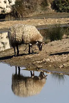 Halophile: Sheep on the shore of Teich Ornithological Park France