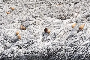 Islets: Sheep on the shores of National Park Kornati Croatia