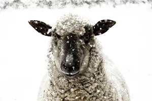Shropshire: SHEEP - Shropshire cross standing in snow