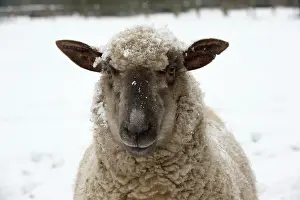 Shropshire: SHEEP - Shropshire cross standing in snow