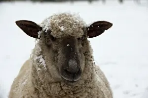 Shropshire: SHEEP - Shropshire cross standing in snow