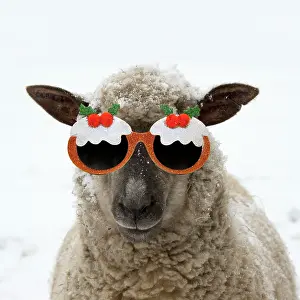 Glasses: SHEEP - Shropshire cross standing in snow wearing