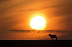 Intergalactic: Sheep silhouette at sunset at spring - GB