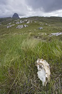 Winds: Sheep skull in grass and Mont Suilven Scotland