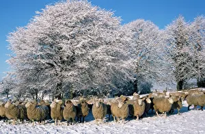 R T Smith: Sheep - in snow