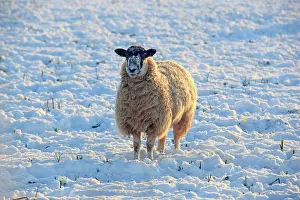 Burford: Sheep