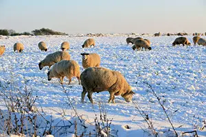 Burford: Sheep