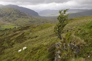 Winds: Sheep Snowdonia National Park Wales UK
