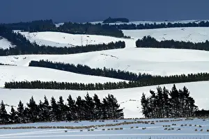 Paddock: Sheep, snowy farmland and windbreaks on