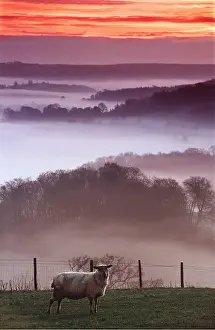 Sympathy: SHEEP - Solitary Ewe early in morning, Misty backdrop