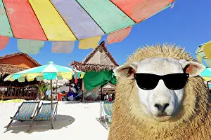 100822: Sheep - in sun-glasses Digital Manipulation: Glasses PAB