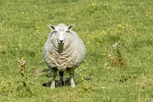 Wool: Sheep with thick wool standing on the meadow, Otago