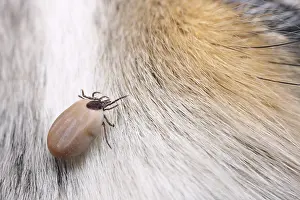 Ticks: Sheep tick female having drunk blood on a dog