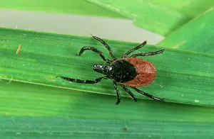 Tick: Sheep tick larva