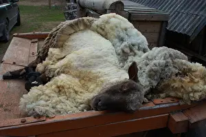 Shearing: Sheep traditionally sheared with scissors Latvia