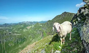 Styria: Sheep on the trail to Hochgolling, Schladminger