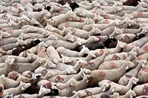 Multitudes: Sheep transhumance Dauphine France