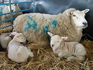Lambing: Sheep - with triplet lambs in lambing pen
