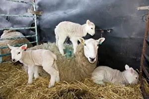 Lambing: Sheep - with triplet lambs in lambing pen