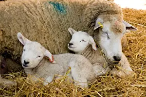 Lambing: Sheep - with twin lambs in lambing pen