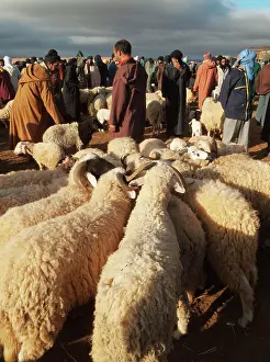Souk: Sheep - waiting for a buyer at the Saturday souk