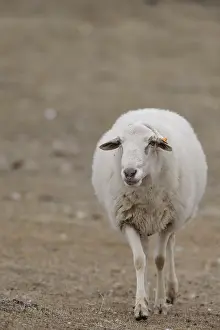 Earthes: Sheep walking in front Spain