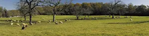 Plans: Sheep and Walnuts in winter on a limestone plateau of Quercy