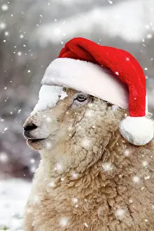 Falling: Sheep