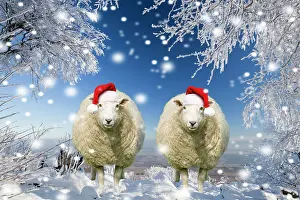 150821: Two sheep wearing Christmas hats under trees covered in snow