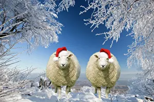 150821: Two sheep wearing Christmas hats under trees covered in snow