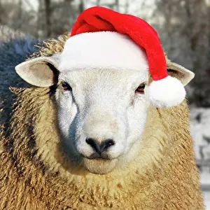 Ewes: Sheep - wearing red Christmas Santa hat