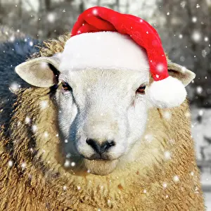 Falling: Sheep - wearing red Christmas Santa hat in the snow