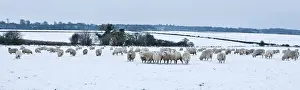 Pastoral: Sheep - in winter snow