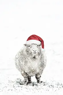 Ewes: Sheep