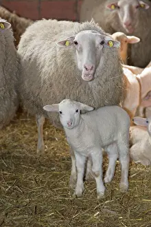 Leine: Sheep in winter stall with lamb